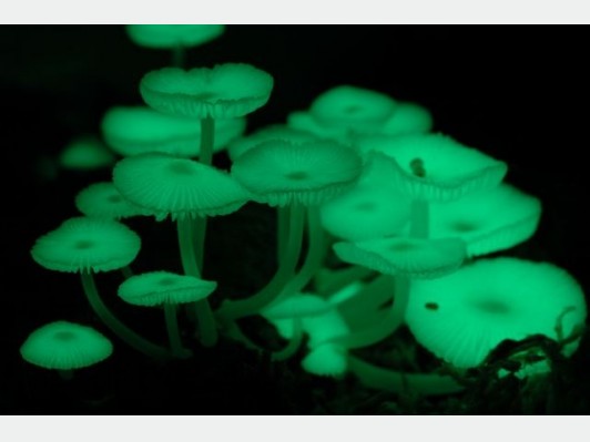 太古のきのこ日本初公開！菌類の魅力に迫る特別展『菌類のふしぎ-きのことカビと仲間たち』開催！