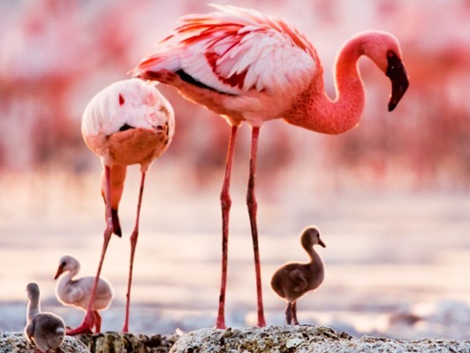 フラミンゴの神秘的な生態を追った驚異のドキュメンタリー映画『ディズニーネイチャー/フラミンゴに隠された地球の秘密』レビュアー募集
