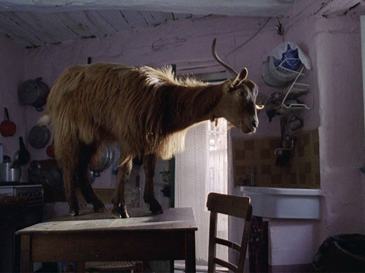 南イタリアを舞台に人間、動物、植物、炭の回り続けるサークルを繊細なタッチで描く『四つのいのち』レビュアー募集