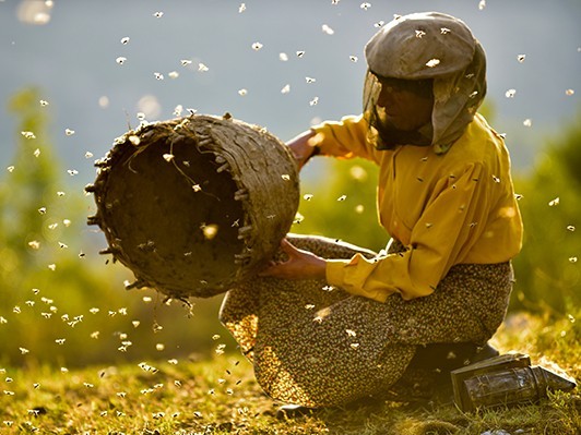 サステナビリティの危機『ハニーランド 永遠の谷』資本主義が自然養蜂家を襲う